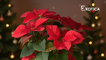 Explosive Digital Success for Exotica in the UAE