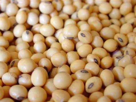Soybeans close-up – high quality legumes for oil and protein.